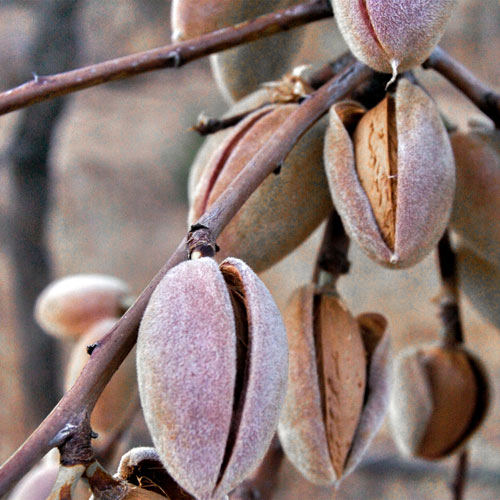 Sweet Almond