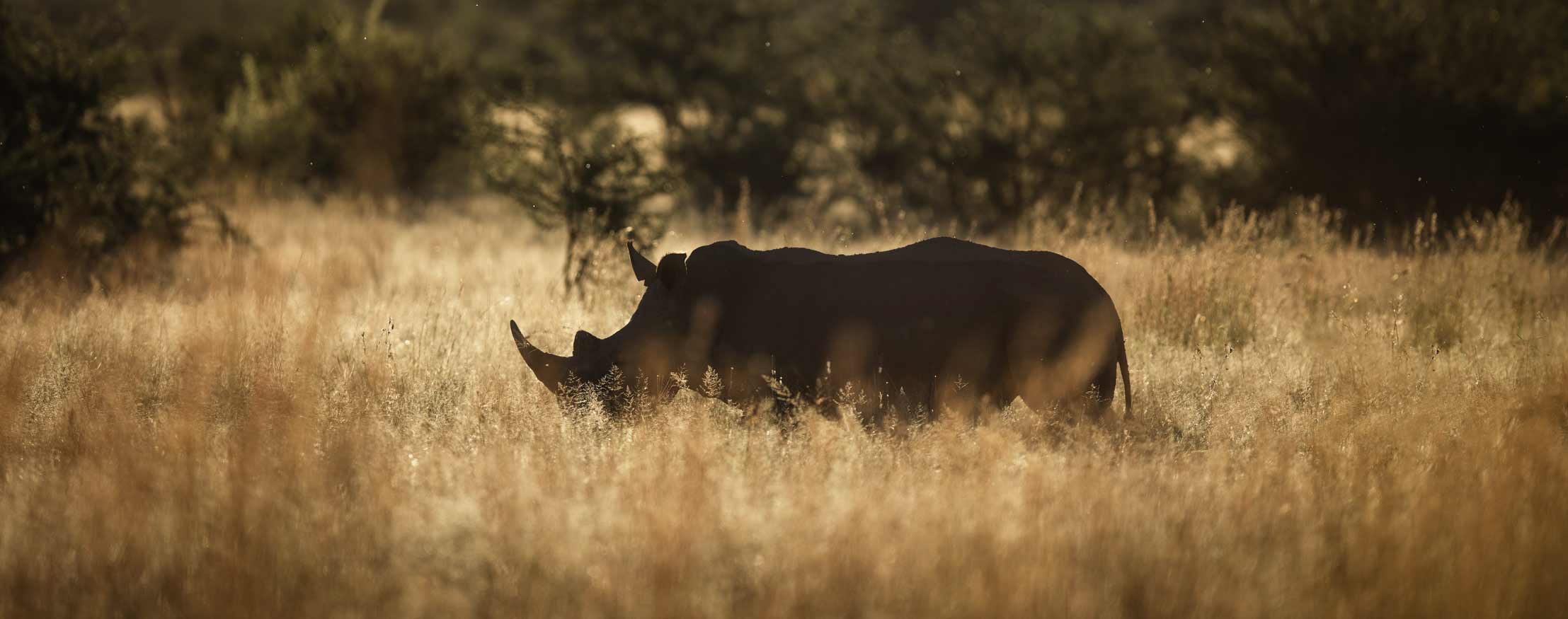 rhino in savanna
